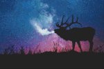 (image for) Elk Call